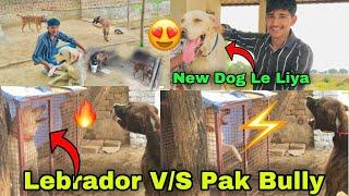 Dog Kennel  Per Gye But Bully Kutta or Lebrador me Fight Ho jati || New Dog Le liya 