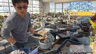 다육 농장 10년차가 알려주는 다육식물 봄에는 분갈이 화이트그리니, 두들레야 분갈이 방법