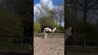 Bareback or saddle?#100kviews #trend #subscribe #viral #horse #jumping #mylifestyle #lifestyle