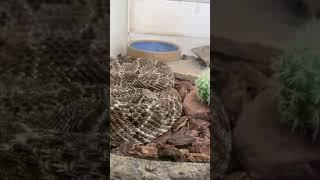Reptile Zoo - Fountain Valley,CA.   Snakes! Lizards! Spiders! Iguanas! and more...!