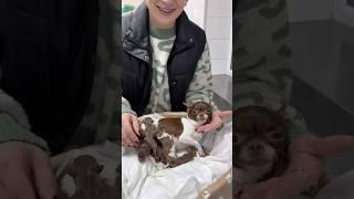 КЕСАРЕВО У ЧИХУАХУА