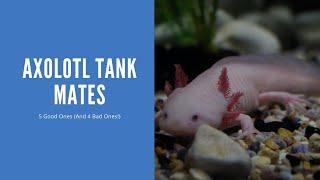 New to Axolotl Tank Mates? You May Regret Not Trying These!