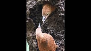 ป้อน #wildlife