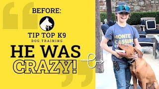 Vizsla Puppy Training | Tip Top K9 Dog Training Reviews