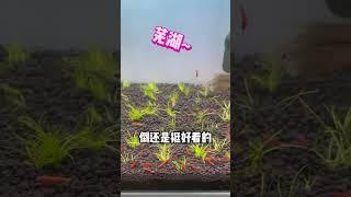 劝你千万别养孔雀鱼，因为它会突然给你生一窝小鱼仔#养鱼#养鱼日记#养鱼不踩坑#养鱼技术#shorts