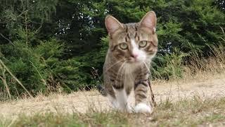  My Tabby vs  A Bush Guess Who Won 