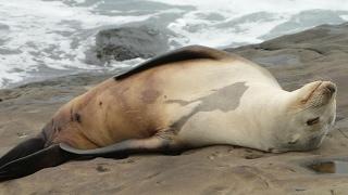 Amazing California Sea Lions, La Jolla CA