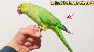 How to Tame Your Parrot Easily | HINDI