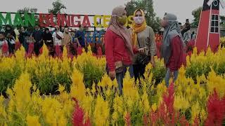 Taman Bunga Celosia Spring Hill Palembang #SpringHillPalembang #TamanBungaCelosiaSpringHIllPalembang