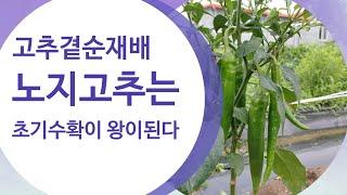 고추 초기 다수확의 끝판왕 곁순재배의 현재 상태