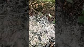How to dispose your calcium oxide  #shorts #chemistry