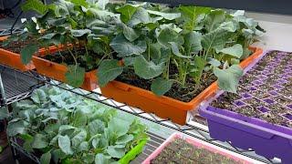 My SEED STARTING SETUP - Don't waste money.  What you need and what you don't.