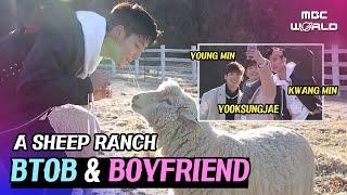 [C.C.] We spent time with cute sheeps #BTOB #YOOKSUNGJAE #BOYFRIEND #KWANGMIN #YOUNGMIN