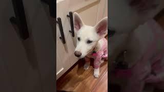 Super Cute Baby Doggies!! (#Shorts)