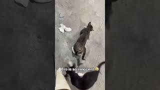 #cat #funny #happycats #catmemes #music #memes #trending #trendingshorts #new #reels
