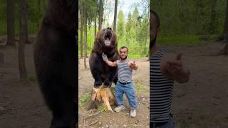 The good bear  #shorts