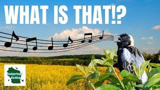 5 Unearthly Bird Songs that You Won't Believe are Real!