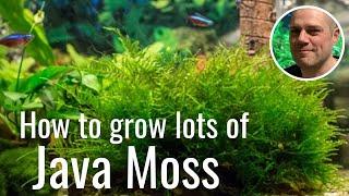 Easy Way To Grow Java Moss - IDEAL BEGINNERS GROWING GUIDE!