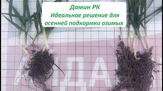 Чем подкормить озимые осенью, чтоб не переживать за урожай