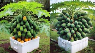 How to grow down super dwarf papaya trees in pots | Great method grow super dwarf papaya trees