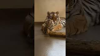 Mother Playing with Little Cub | Nouman Hassan | #tiger #lion