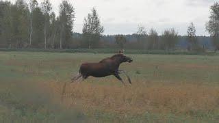 SUPER OPENING OF DRIVEN HUNTING 2024!!!MOOSE COMING AT ME!!!MOOSE TONGUE STOATED IN OIL!!!