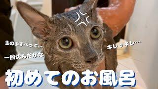 サイレントキャットの名のとおり静かにキレる子猫【ロシアンブルー】初めてのお風呂　ボイスレスキャット