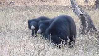 sloth bear with baby by vipul jain naturalist  in Ranthambhore national park