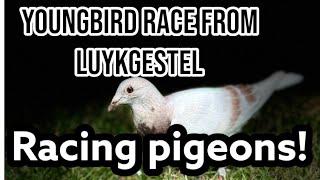 Youngbird race from luykgestel | 19/20 back home | Racing pigeons