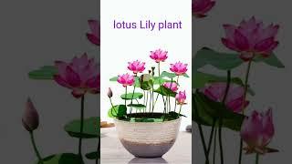 best  water plants for indoor/ home decoration /plant name  and pictures  #natur #gardenflowerplants