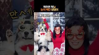 척하면 척! 눈치 백단 댕댕이 #천생연분