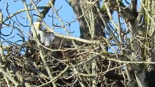 03/01/25 River-Bend Eagle Nest Kent Wa 3123-164