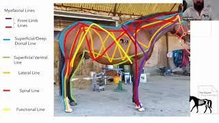 The Equine Documentalist Videocast With Martina Neidhart - The Hoof and its Myofascial Connections