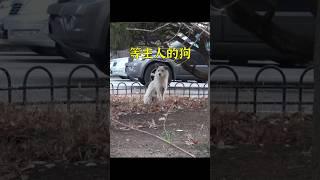 流浪狗在街道苦尋主人七年，現實版的忠犬八公。 #animals #dog #shorts