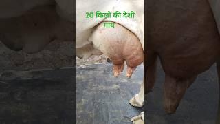 20 किलो की देशी गाय! इंद्र @ भगत#Rudra choudhary dairy farm#desi cow#dairy farming