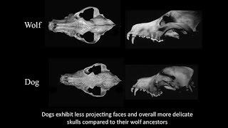 CARTA: Domestication: Transformation of Wolf to Dog; Fox Domestication; Craniofacial Feminization