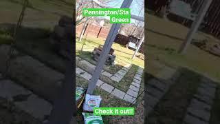Sta Green Fertilizer & Pennington Smart Seed(Bermuda)