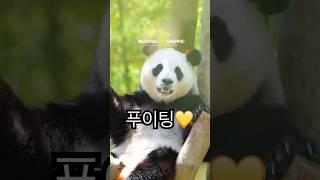 조용히 스며든 햇살처럼, 푸바오의 몸과 마음 에도 봄이 찾아왔어요.말없이 견뎌낸 시간들이 이렇게 따뜻한 순간으로 돌아오네요.참 대견하고, 고마운 우리 푸바오. 끝까지 푸이팅이야