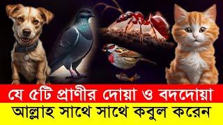 যে ৫টি প্রাণীর দোয়া ও বদদোয়া আল্লাহ সাথে সাথে কবুল করেন | তাই এদের বিষয়ে সাবধান!