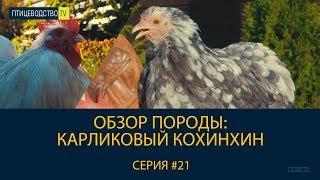 В чем секрет карликовых пород кур? Обзор породы: КАРЛИКОВЫЙ КОХИНХИН  \\ Уникальная порода