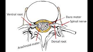 Spinal Canal - Structure & Contents