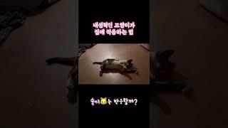 #내향묘 #고양이입양 #서강대메리홀고양이 #뭉치와숭이 #고양이브이로그