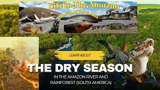 Life In The Amazon Ep. 55: Dry Season In The Amazon