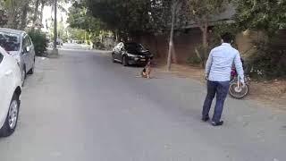 Basic obedience dog trainer Karachi k9