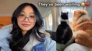 Reuniting with our Chow Chow and Cats after 30 days *Their Reaction*