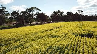 Canola Fields - York - Low Pass - Mavic Pro