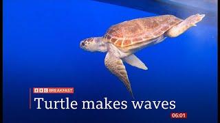 Injured loggerhead turtle released back into wild (UK)  17/Sep/2024