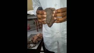 Male Genitalia Penis Demo for Medical Students