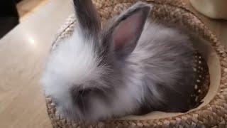 On tond un lapin angora anglais #cute #rabbit #angora #beauty #toilet