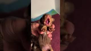 “COCO JR” Miniature Dachshund “ROAR” : Cute Puppy #shorts
